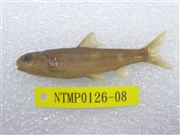 藏品(臺灣鏟頜魚)的圖片